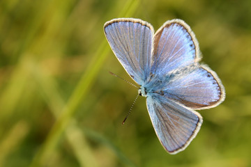Obraz premium Samiec Icarus Polyommatus lub wspólnego niebieski motyl na niewyraźne tło zielony