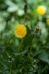 Санкт-Петербург, городские цветы.
