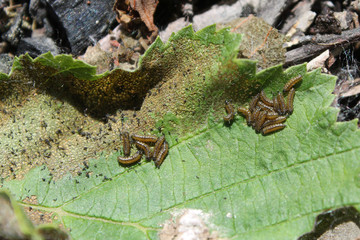 Larvae of of Agelastica alni or alder leaf beetle on leaf of grey alder (Alnus incana)