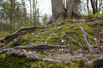 Fototapeta na wymiar Close-up of green moss in spring with sticks, leaves and twigs on forest floor in Midwest, with trees in background