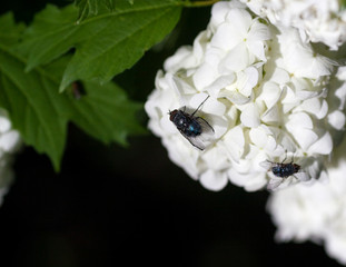 Санкт-Петербург, городские цветы.