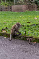 Monkey and baby monkey 