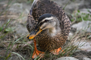 Asian brown duck with black and orange beak looking for food