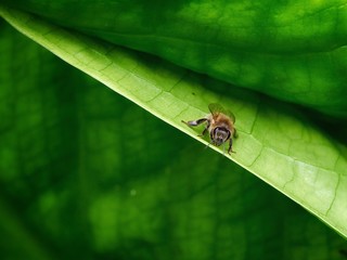 Bee on a Plant 