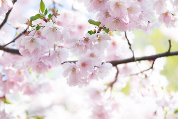 Fototapeta na wymiar White blossomig of sakura flower with bokeh background, close-up view