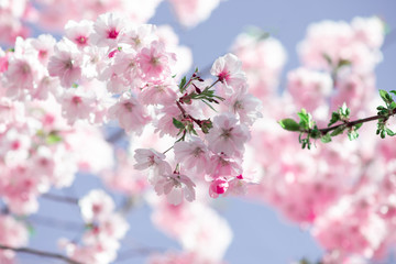 Blossom of sakura in springtime. close up view with blur background