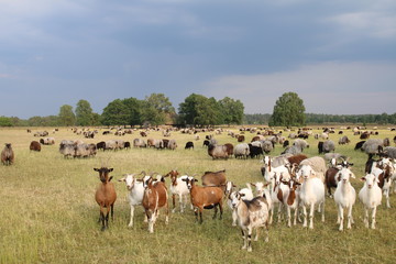 Unter Wachsamen Augen der Ziegen