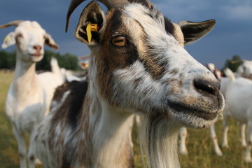 Nahaufnahme einer Ziege