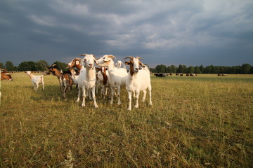 Neugierige Ziegen im letzten Sonnenlicht
