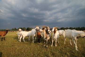 Ziegenherde wachen über die Schafherde
