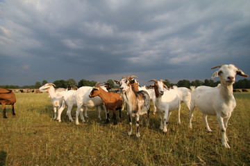 Obraz premium Ziegenherde unter stürmischen Wolken