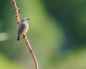 Southern Double -Collared Sunbird (Female)