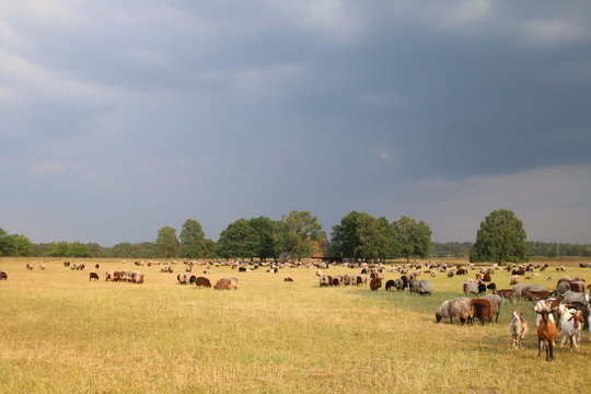 Schafstall im Hintergrund der Schafherde
