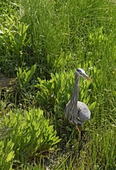 great blue Heron standing among green sea grass area, facing the camera