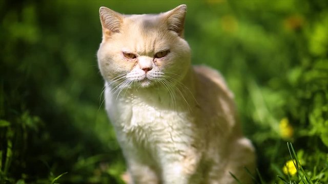 Cat British on green grass in slow motion