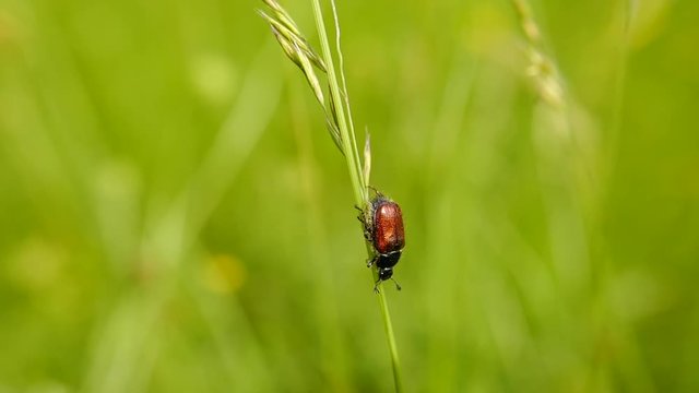 un insecte descent le long d'une tige de fleur