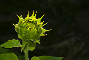 Sunflower bud, dark background