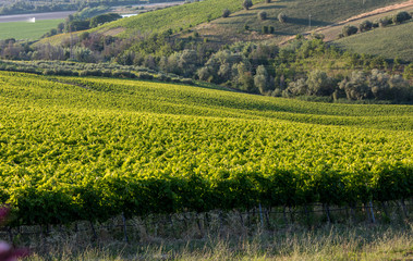 Panoramic view of olive groves, vineyards and farms on rolling hills of Abruzzo. Italy