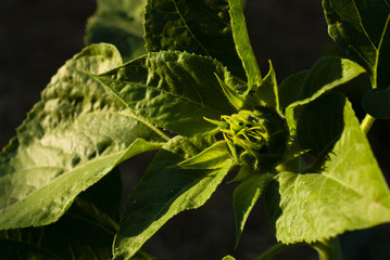 Sunflower bud