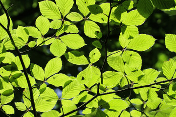 Fototapeta na wymiar vibrant green backlit tree leaves in a forest