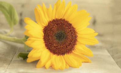 Sonnenblume vor Holz- Sunflower in front of wood