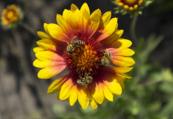 Three honey bees gather nectar from one gaillardia flower