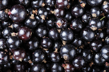 Blackberry close-up background