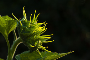 Sunflower bud, dark background