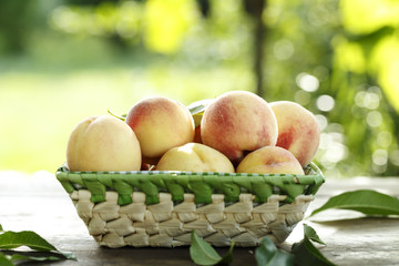 ripe peaches in a fruit basket on a blurred background of green foliage.