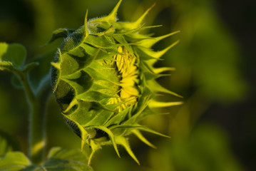 Sunflower bud