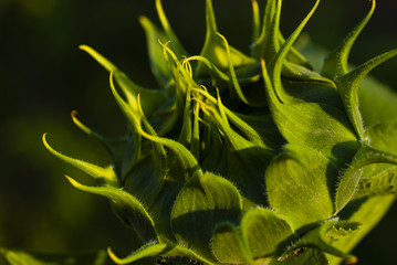 Sunflower bud