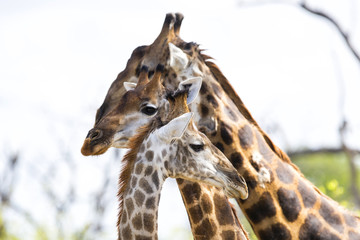 Obraz premium GIraffe portrait in Sabi Sands Game Reserve, part of the Greater Kruger Region, in South Africa