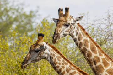 GIraffe portrait in Sabi Sands Game Reserve, part of the Greater Kruger Region, in South Africa