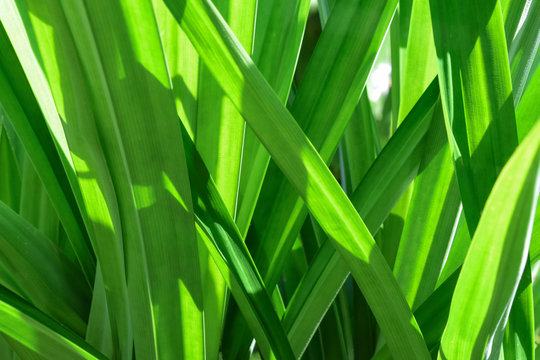 Green Pandan Leaves