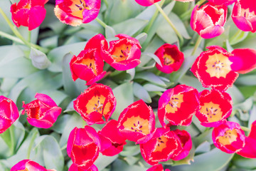 field of blooming pink tulips, spring flowers in the garden