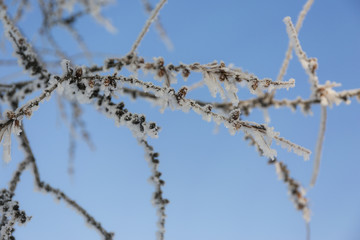 Snow-cowered pine branches with cone. Winter blur background. Frost tree.