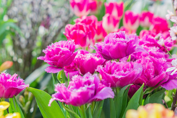 blooming field of multicolored tulips in a sunny day