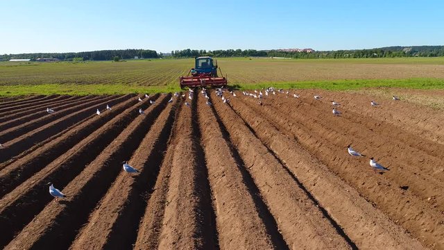 Agricultural work on a tractor farmer sows grain. Hungry birds are flying behind the tractor, and eat grain from the arable land.
