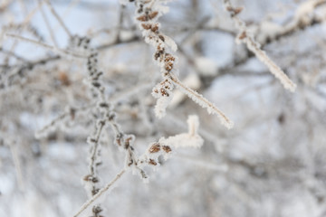 Snow-cowered pine branches with cone. Winter blur background. Frost tree.