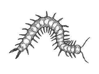 Scolopendra insect engraving vector illustration