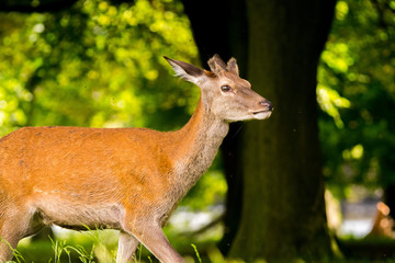 Red deer in London