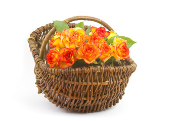 Fototapeta na wymiar roses in a basket on white background