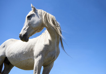 A beautiful white horse in profile against a blue sky