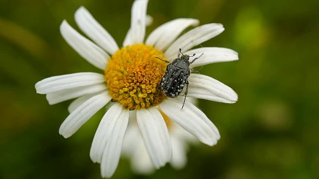 un insecte prend son envole d'une marguerite