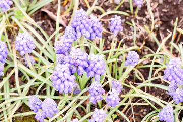 Top view of  little blue muscaries flowers in the garden,Japan