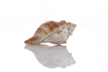 close up of a seashell on white background