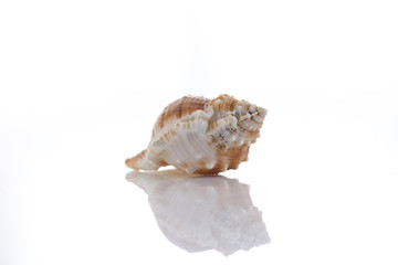 Obraz na płótnie Canvas close up of a seashell on white background