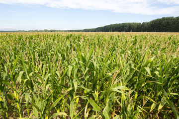 Fototapeta na wymiar Fresh cob of ripe corn green field