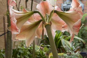 Siempre presente y nunca lo suficientemente apreciado, asi es la naturaleza   Exposición colorida de flores que brillan en el apogeo de la primavera soleada y luminosa,