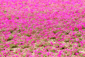 Closeup of Group pink moss  or cherry blossom at shibazakura festival , Yamanashi, Kawaguchiko